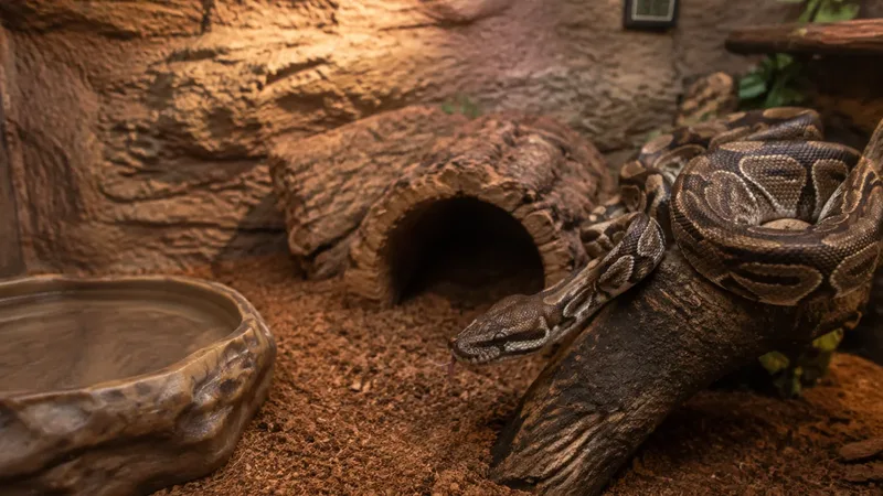 Cobra tranquila em terrário com temperatura e manejo adequados