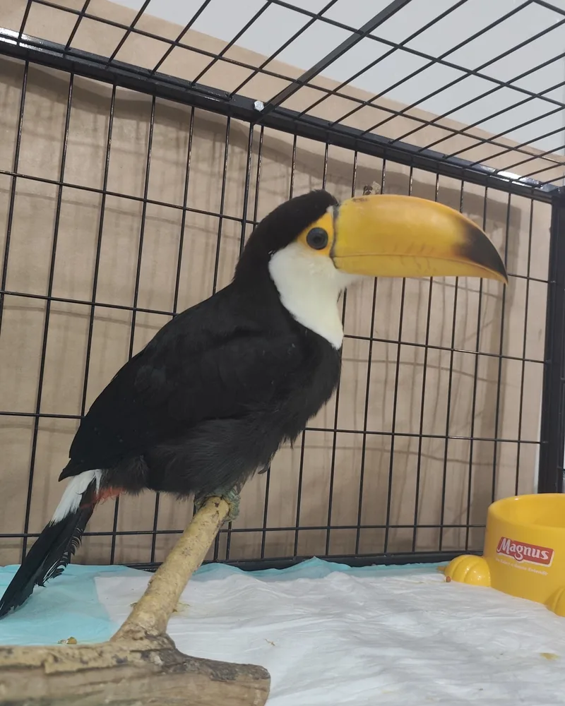 Tucano atendido no Hospital Veterinário Fauna Pet