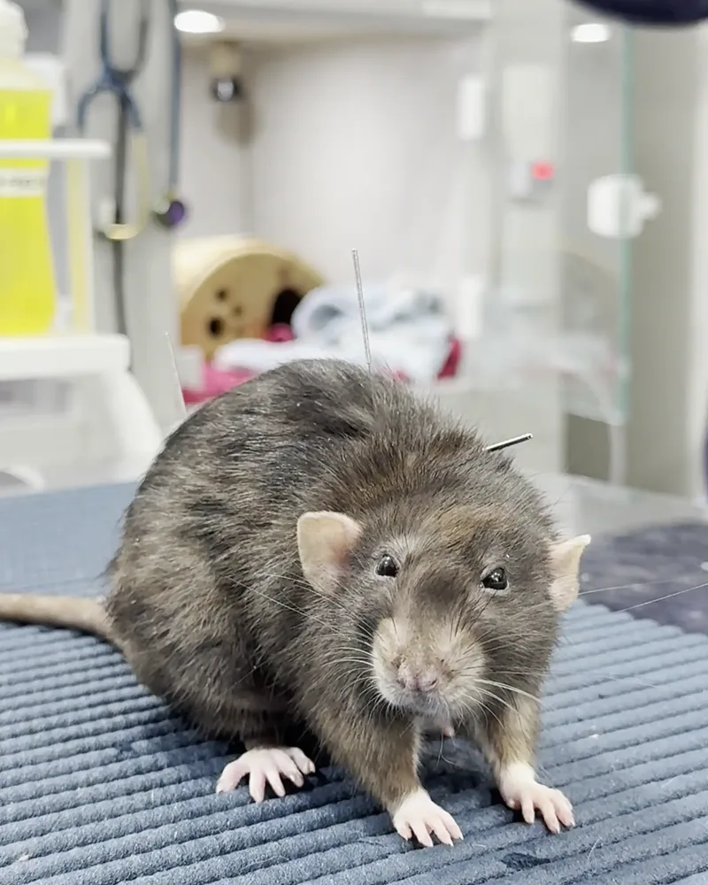 Rato atendido no Hospital Veterinário Fauna Pet