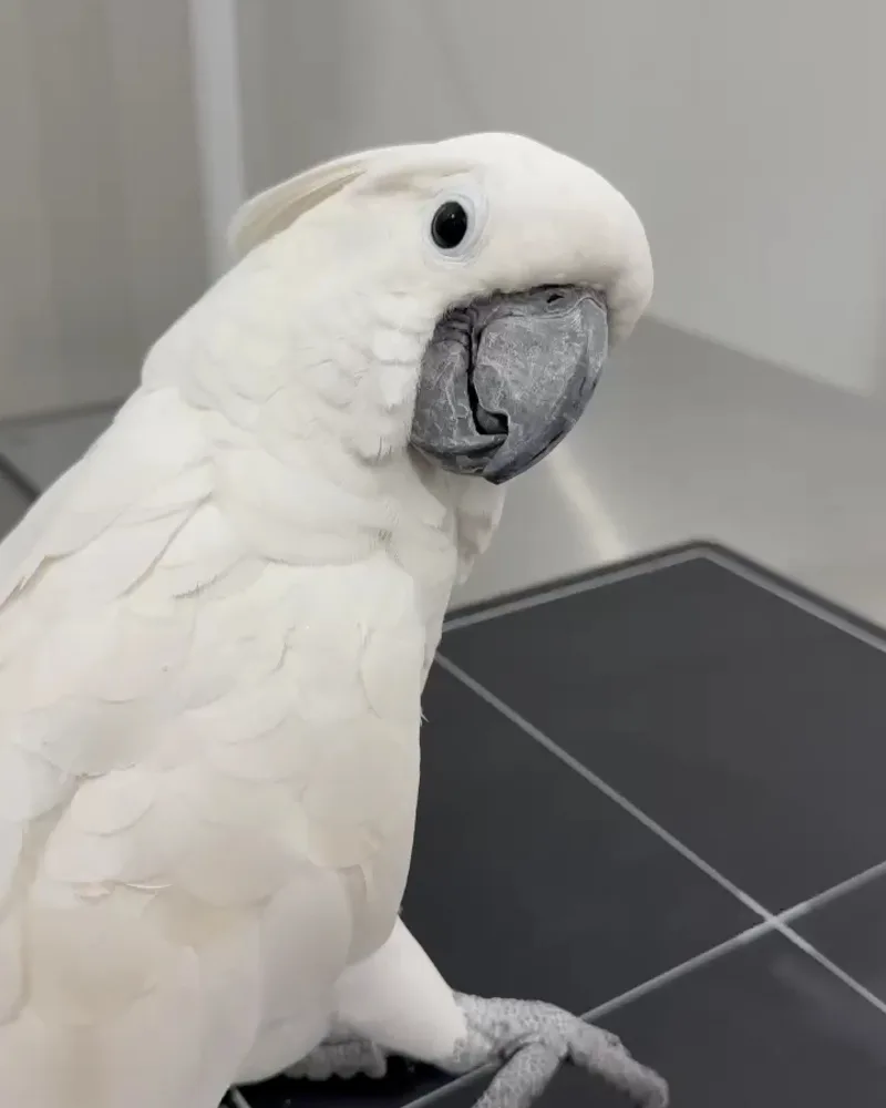 Cacatua atendido no Hospital Veterinário Fauna Pet