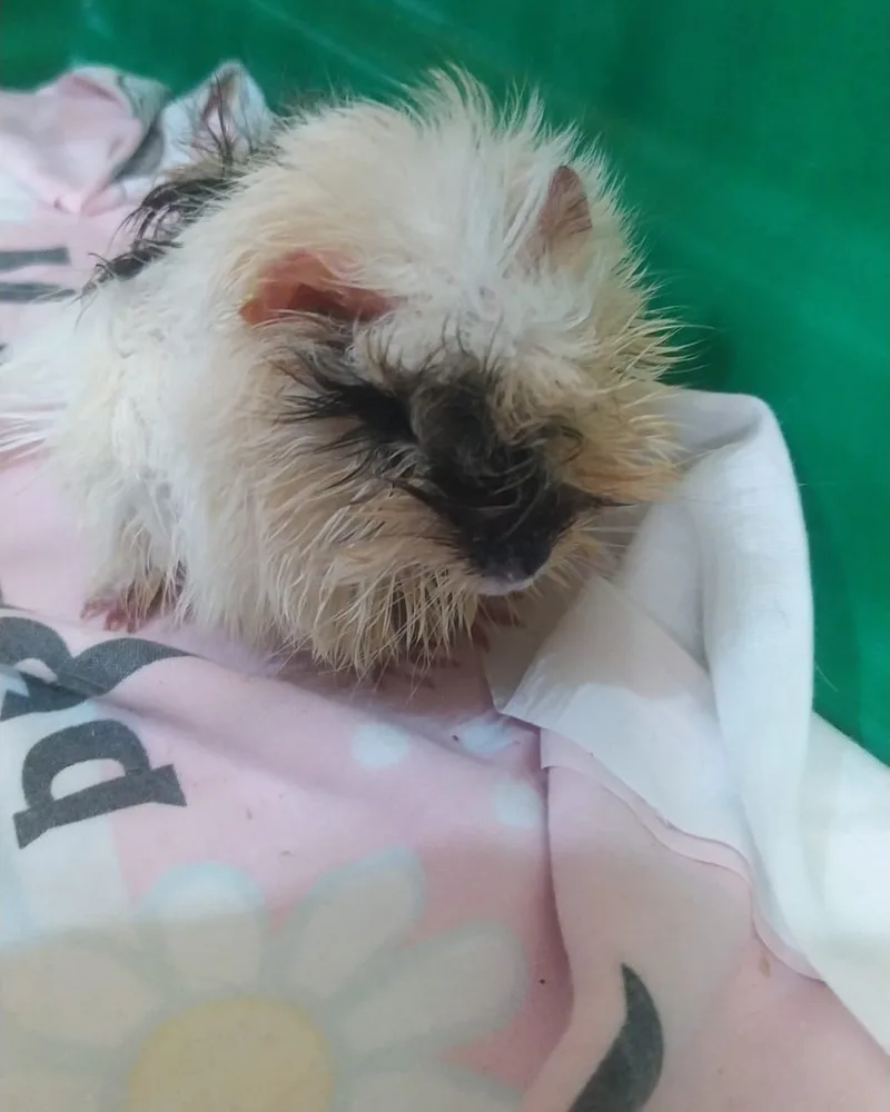 Cão internado atendido no Hospital Veterinário Fauna Pet