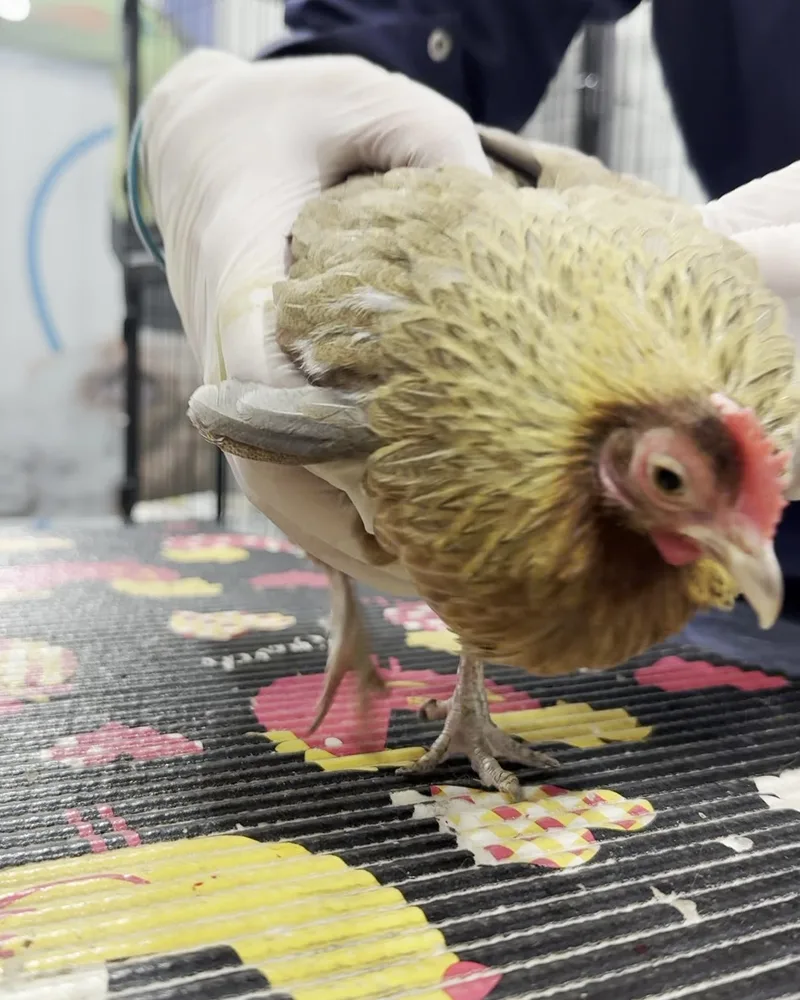 Galinha atendido no Hospital Veterinário Fauna Pet