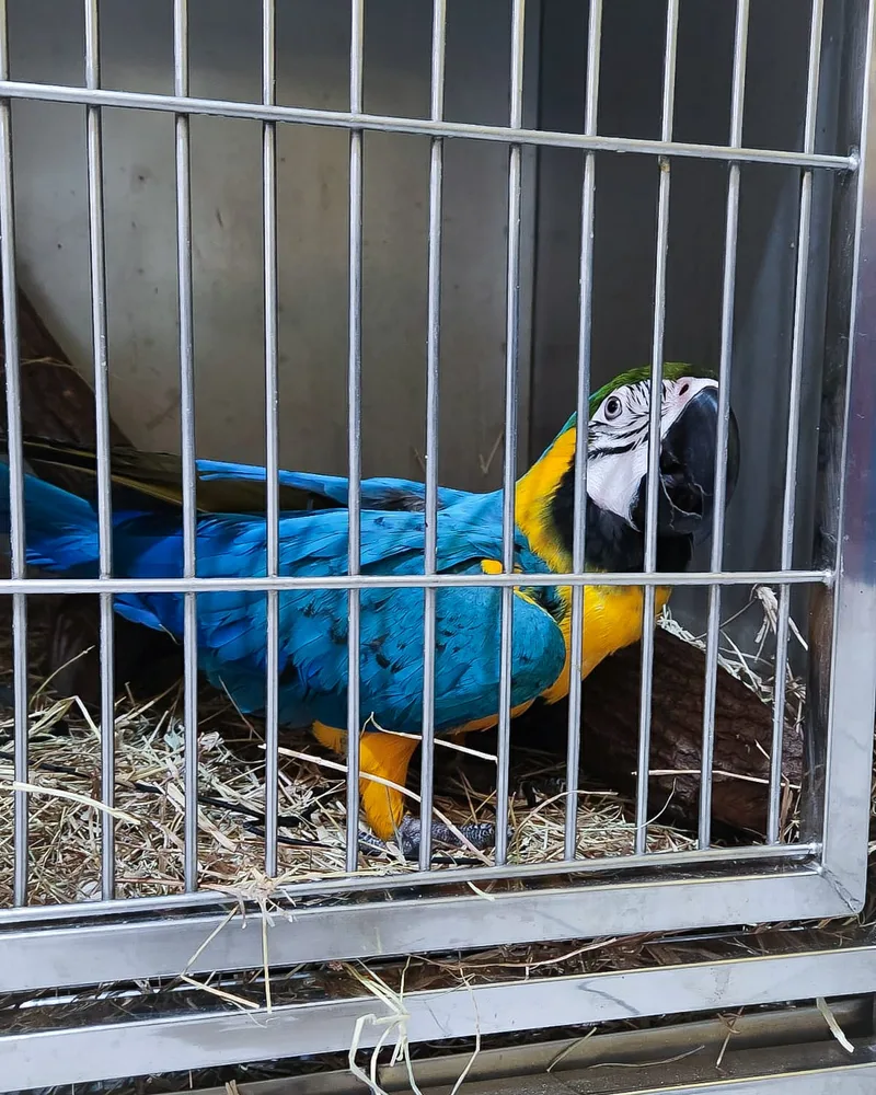 Arara atendido no Hospital Veterinário Fauna Pet