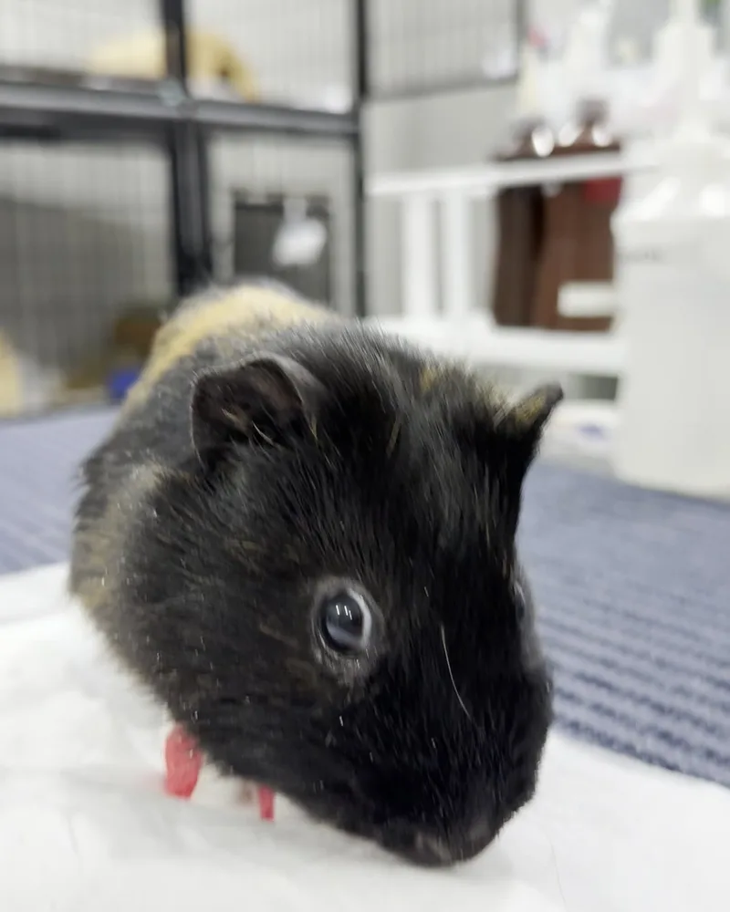 Porquinho-da-índia atendido no Hospital Veterinário Fauna Pet
