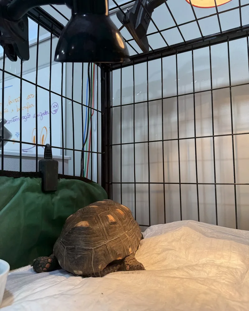 Jabuti atendido no Hospital Veterinário Fauna Pet