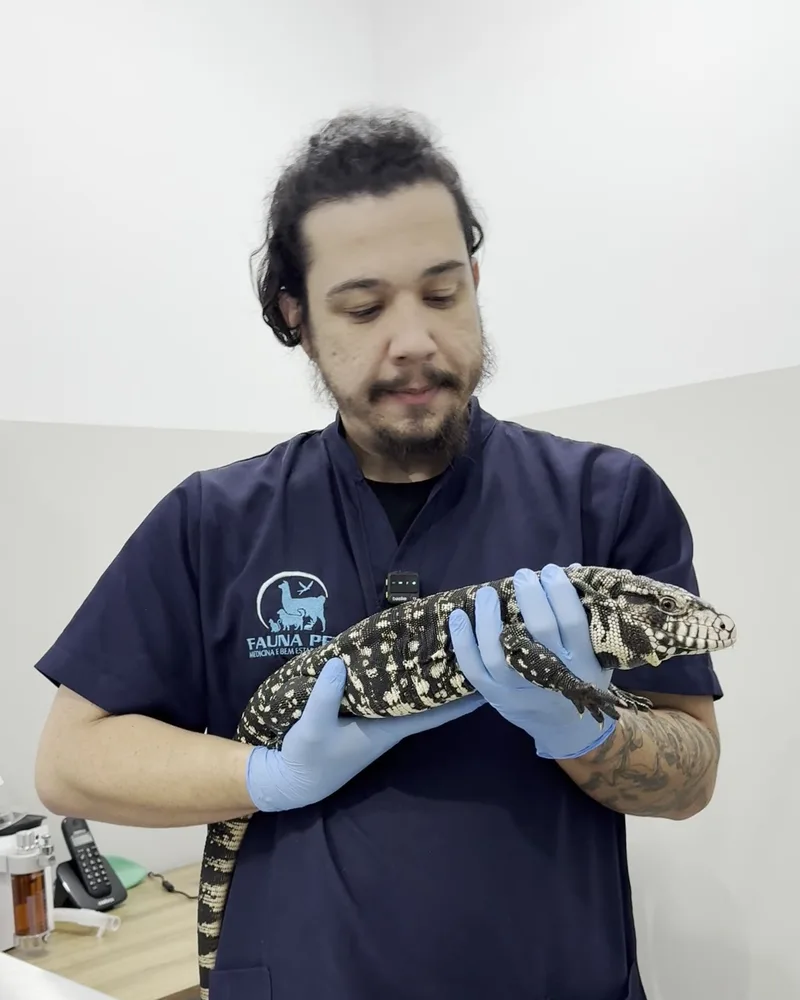 Teiú atendido no Hospital Veterinário Fauna Pet