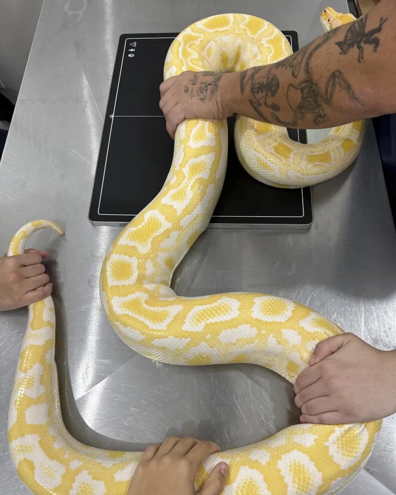 Serpente atendido no Hospital Veterinário Fauna Pet