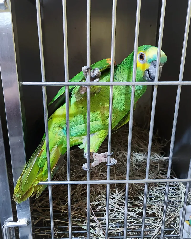 Papagaios atendido no Hospital Veterinário Fauna Pet