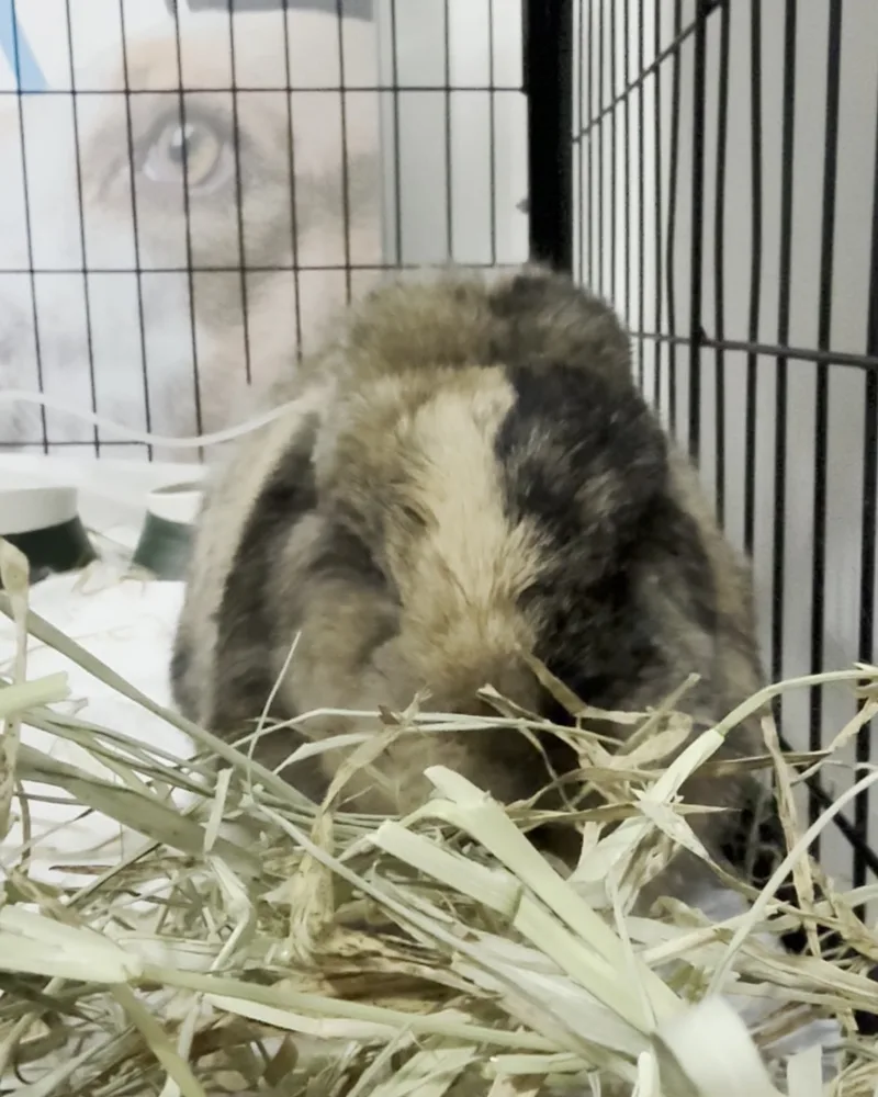 Coelho atendido no Hospital Veterinário Fauna Pet