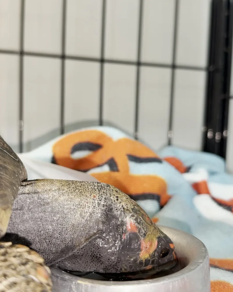 Ouriço atendido no Hospital Veterinário Fauna Pet