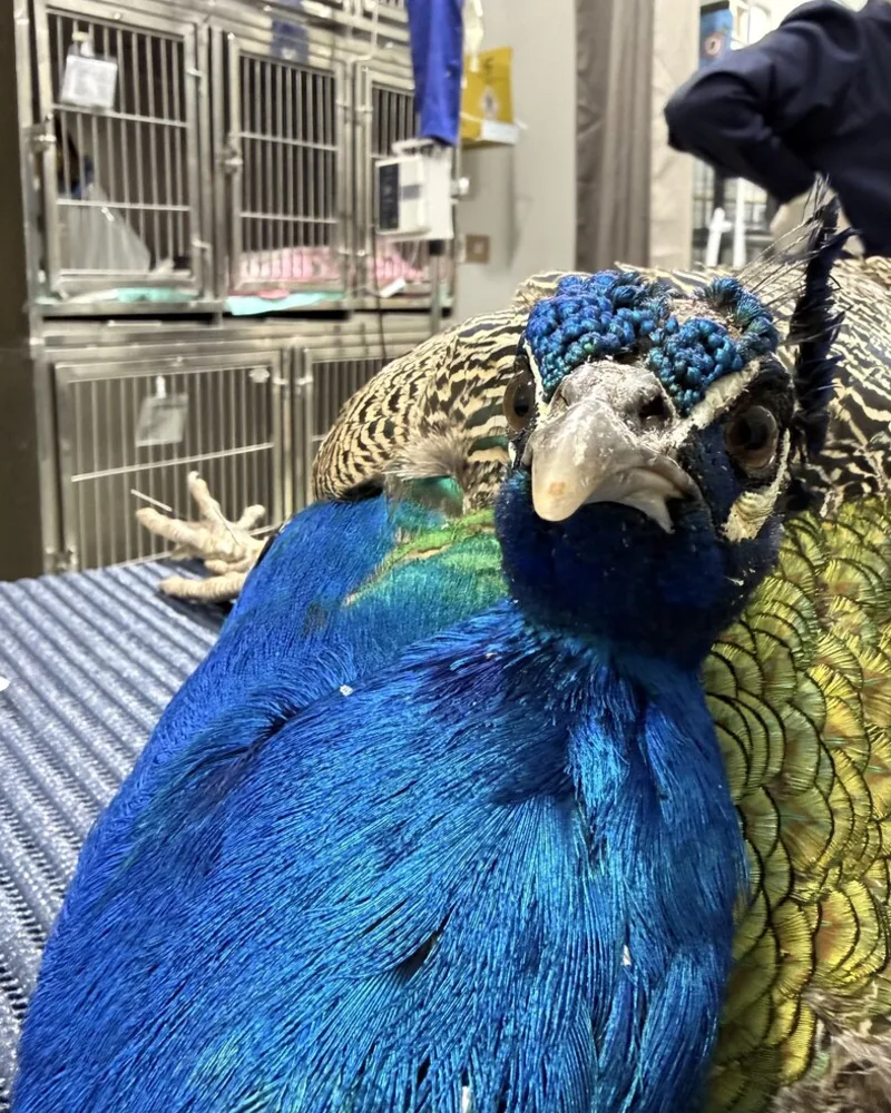 Pavão atendido no Hospital Veterinário Fauna Pet