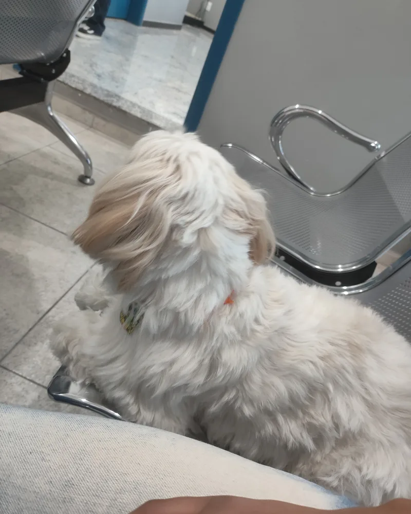 Cão atendido no Hospital Veterinário Fauna Pet