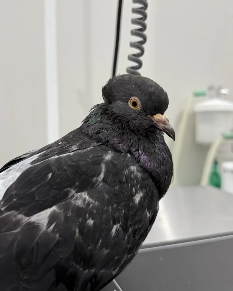 Pombo atendido no Hospital Veterinário Fauna Pet