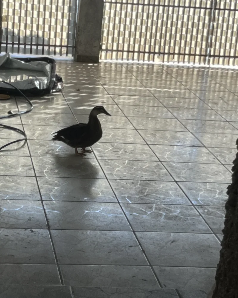 Pato atendido no Hospital Veterinário Fauna Pet