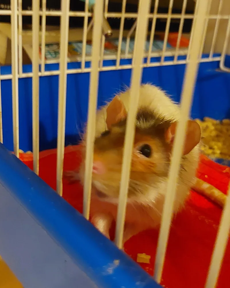 Ave jovem atendido no Hospital Veterinário Fauna Pet