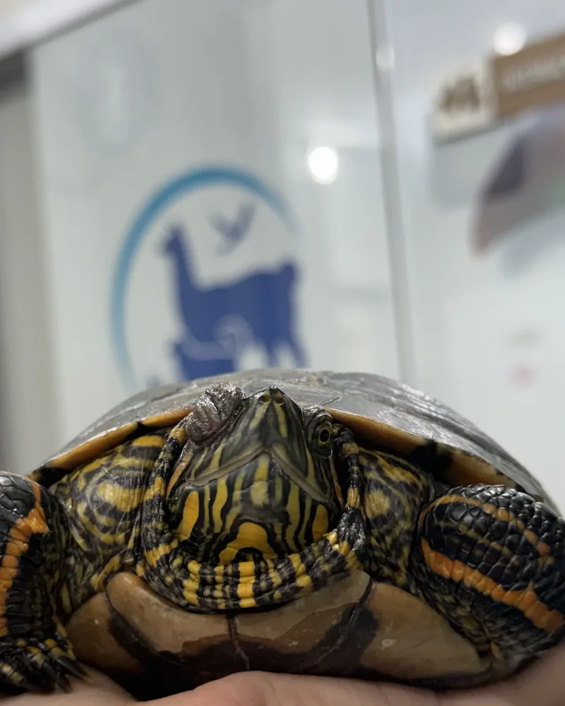 Tartaruga atendida no Hospital Veterinário Fauna Pet