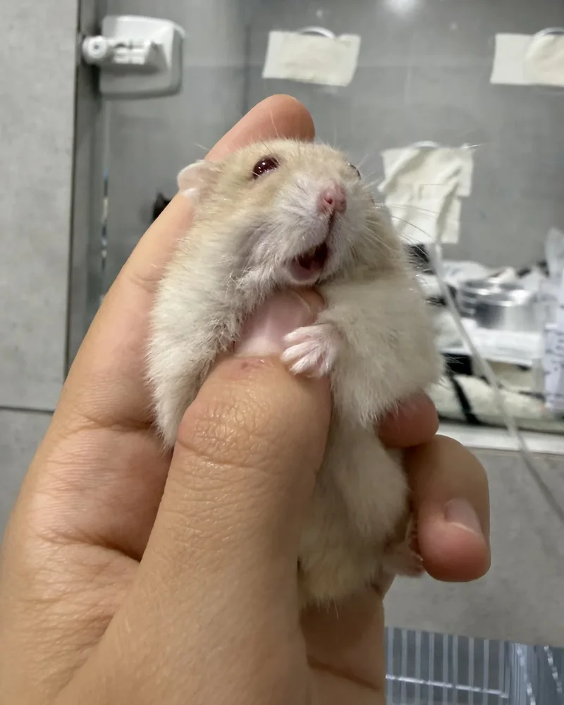 Hamster atendido no Hospital Veterinário Fauna Pet