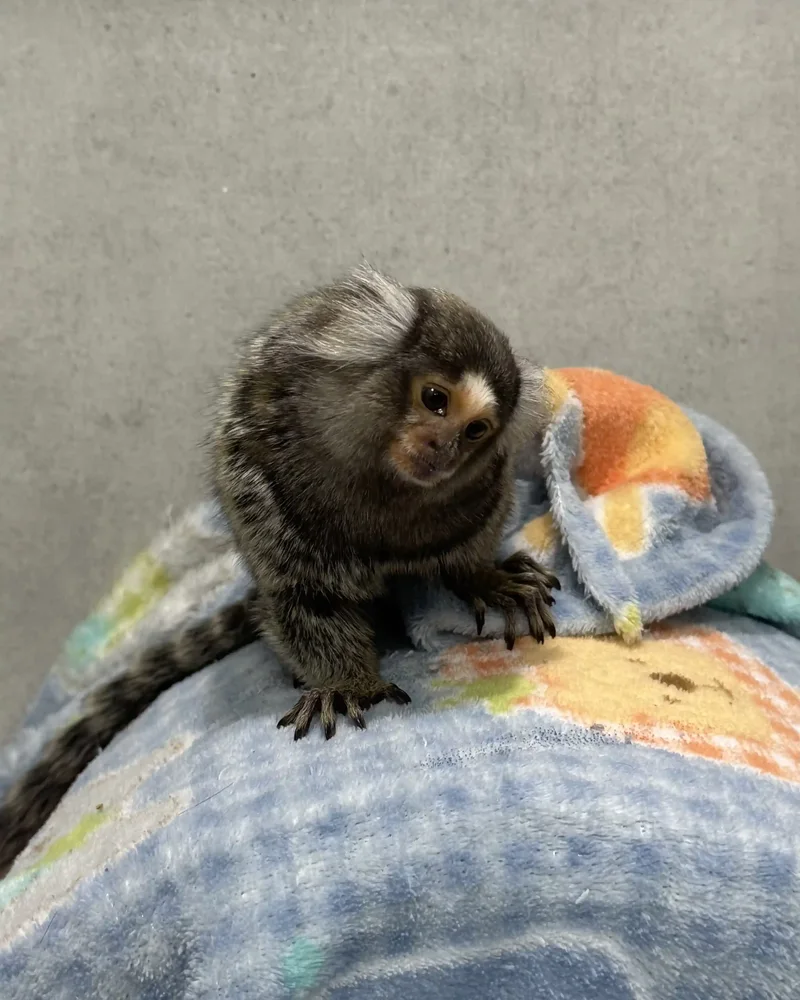 Sagui atendido no Hospital Veterinário Fauna Pet