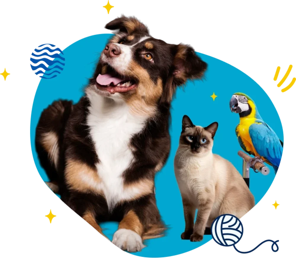 Cão, gato e arara protegidos pelo Plano de Saúde Fauna Pet